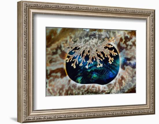 Camouflaged eye detail of a huge Crocodilefish, Indonesia-Magnus Lundgren-Framed Photographic Print