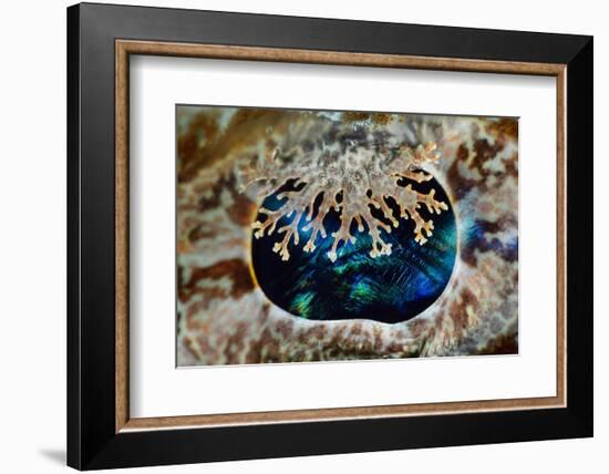 Camouflaged eye detail of a huge Crocodilefish, Indonesia-Magnus Lundgren-Framed Photographic Print