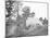 Camp Scene Showing Cook's Tent During the American Civil War-Stocktrek Images-Mounted Photographic Print