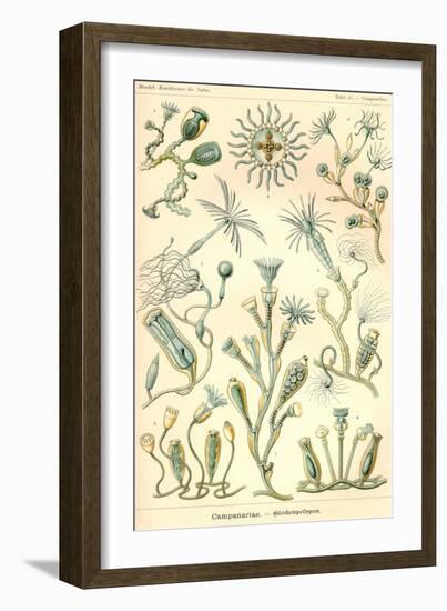 Campanariae-Ernst Haeckel-Framed Art Print