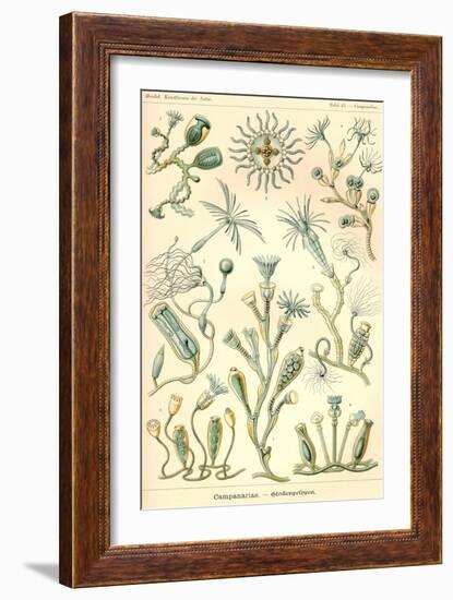 Campanariae-Ernst Haeckel-Framed Art Print