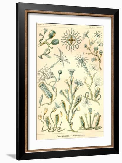 Campanariae-Ernst Haeckel-Framed Art Print