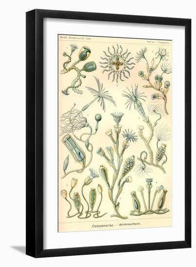 Campanariae-Ernst Haeckel-Framed Art Print