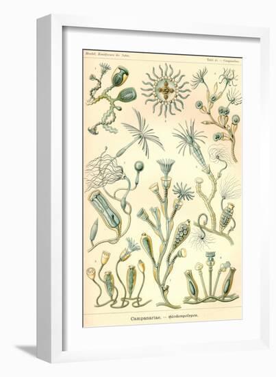 Campanariae-Ernst Haeckel-Framed Art Print