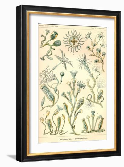 Campanariae-Ernst Haeckel-Framed Art Print