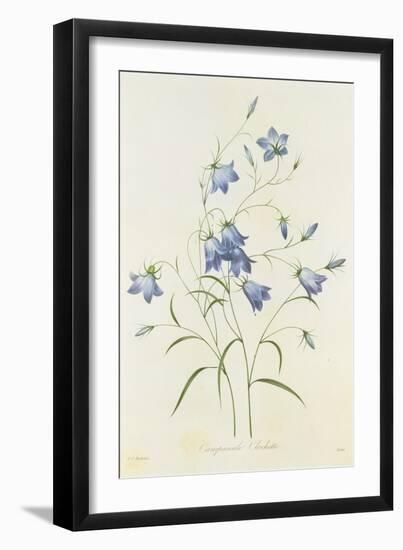 Campanula, from 'Choix Des Plus Belles Fleurs', 1827-33-Pierre-Joseph Redouté-Framed Giclee Print