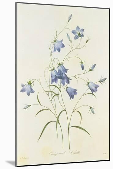 Campanula, from 'Choix Des Plus Belles Fleurs', 1827-33-Pierre-Joseph Redouté-Mounted Giclee Print