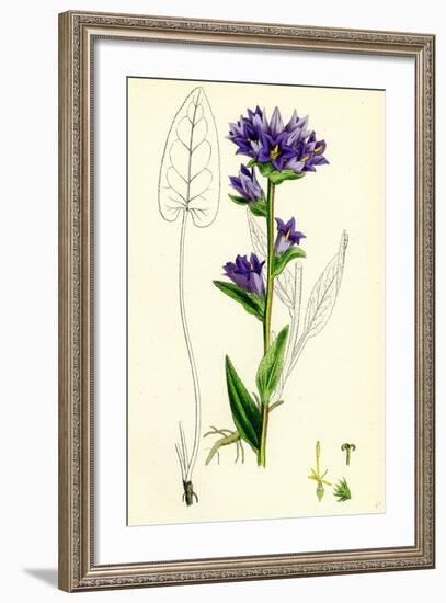 Campanula Glomerata Clustered Bell-Flower-null-Framed Giclee Print