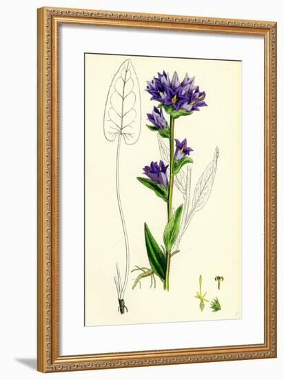 Campanula Glomerata Clustered Bell-Flower-null-Framed Giclee Print