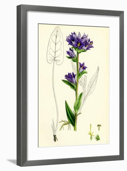 Campanula Glomerata Clustered Bell-Flower-null-Framed Giclee Print