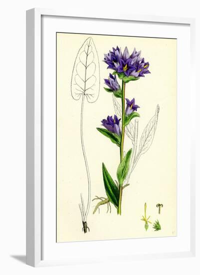 Campanula Glomerata Clustered Bell-Flower-null-Framed Giclee Print