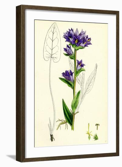 Campanula Glomerata Clustered Bell-Flower-null-Framed Giclee Print