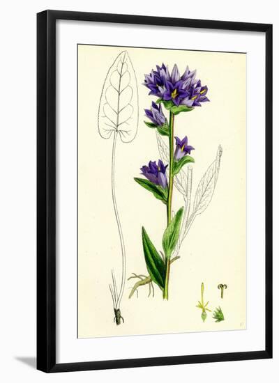 Campanula Glomerata Clustered Bell-Flower-null-Framed Giclee Print