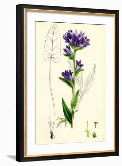 Campanula Glomerata Clustered Bell-Flower-null-Framed Giclee Print