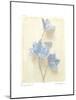 Campanula I-Amy Melious-Mounted Art Print