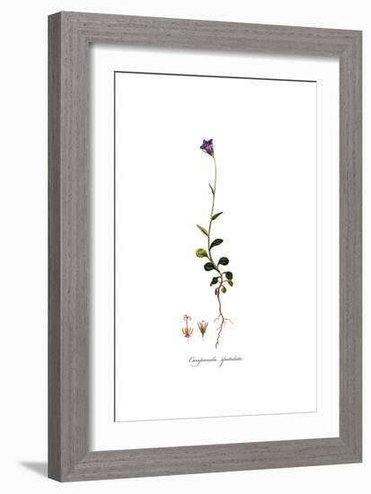 Campanula spatulata, Flora Graeca-Ferdinand Bauer-Framed Giclee Print