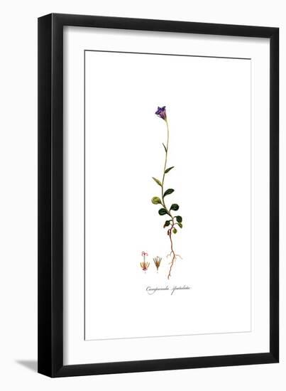 Campanula spatulata, Flora Graeca-Ferdinand Bauer-Framed Giclee Print