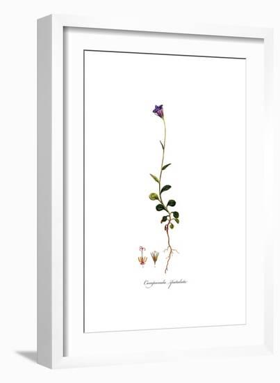 Campanula spatulata, Flora Graeca-Ferdinand Bauer-Framed Giclee Print