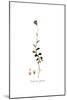 Campanula spatulata, Flora Graeca-Ferdinand Bauer-Mounted Giclee Print