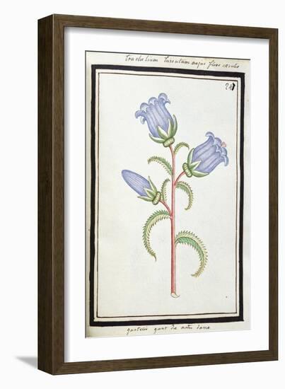 Campanula Trachelium, C.1700-null-Framed Giclee Print