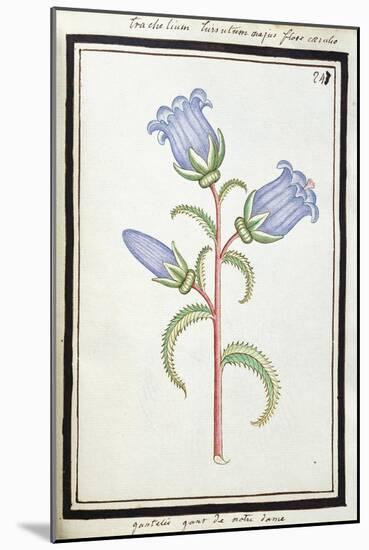 Campanula Trachelium, C.1700-null-Mounted Giclee Print
