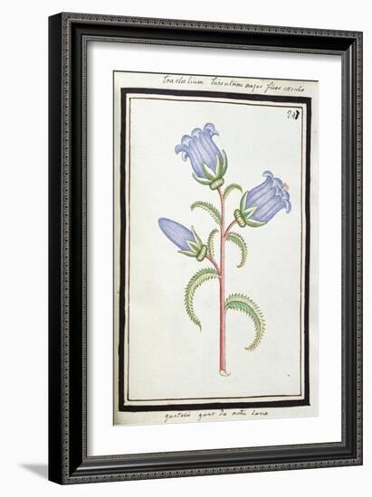 Campanula Trachelium, C.1700-null-Framed Giclee Print