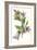 Campanula Trachelium-F Edward Hulme-Framed Art Print