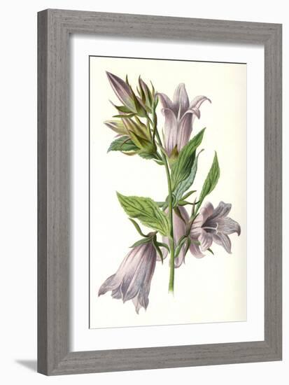 Campanula Trachelium-F Edward Hulme-Framed Art Print