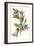 Campanula Trachelium-F Edward Hulme-Framed Art Print