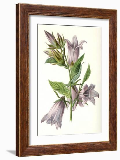 Campanula Trachelium-F Edward Hulme-Framed Art Print