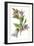 Campanula Trachelium-F Edward Hulme-Framed Art Print