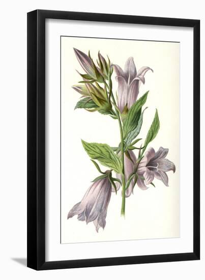 Campanula Trachelium-F Edward Hulme-Framed Art Print