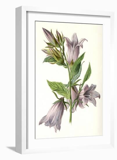 Campanula Trachelium-F Edward Hulme-Framed Art Print