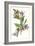 Campanula Trachelium-F Edward Hulme-Framed Premium Giclee Print