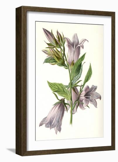 Campanula Trachelium-F Edward Hulme-Framed Premium Giclee Print