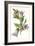 Campanula Trachelium-F Edward Hulme-Framed Premium Giclee Print