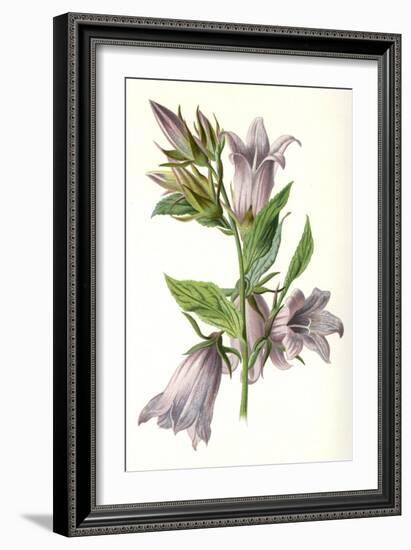 Campanula Trachelium-F Edward Hulme-Framed Premium Giclee Print