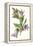 Campanula Trachelium-F Edward Hulme-Framed Stretched Canvas