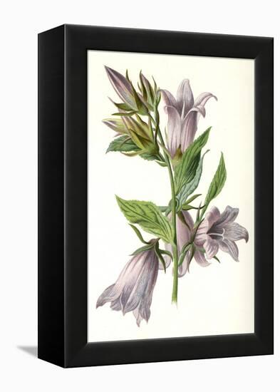 Campanula Trachelium-F Edward Hulme-Framed Stretched Canvas