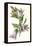 Campanula Trachelium-F Edward Hulme-Framed Stretched Canvas