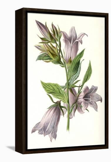 Campanula Trachelium-F Edward Hulme-Framed Stretched Canvas