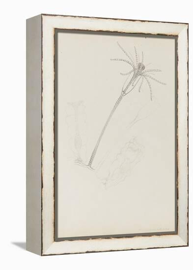 Campanularia Volubilis: Hydrozoan-Philip Henry Gosse-Framed Premier Image Canvas