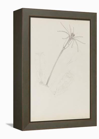 Campanularia Volubilis: Hydrozoan-Philip Henry Gosse-Framed Premier Image Canvas