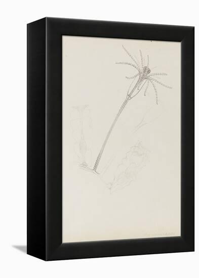 Campanularia Volubilis: Hydrozoan-Philip Henry Gosse-Framed Premier Image Canvas