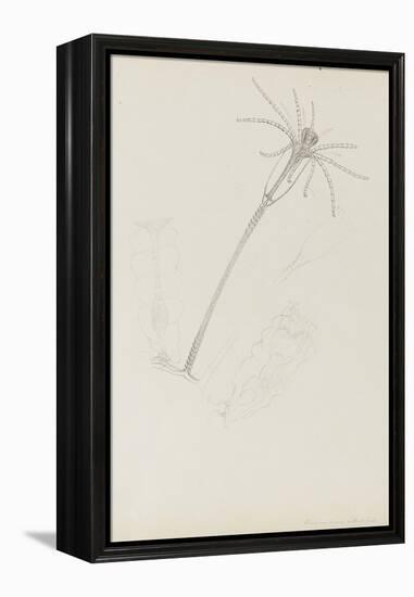 Campanularia Volubilis: Hydrozoan-Philip Henry Gosse-Framed Premier Image Canvas