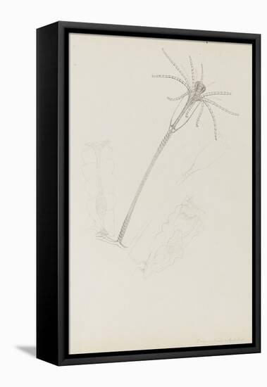 Campanularia Volubilis: Hydrozoan-Philip Henry Gosse-Framed Premier Image Canvas