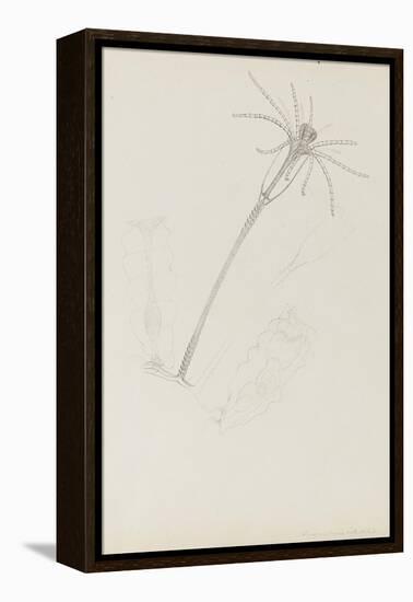 Campanularia Volubilis: Hydrozoan-Philip Henry Gosse-Framed Premier Image Canvas