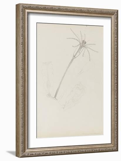 Campanularia Volubilis: Hydrozoan-Philip Henry Gosse-Framed Premium Giclee Print