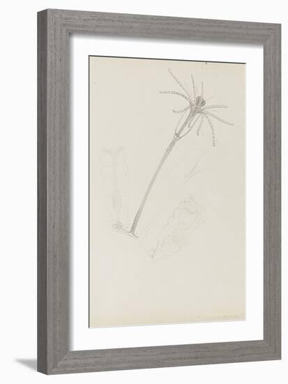 Campanularia Volubilis: Hydrozoan-Philip Henry Gosse-Framed Premium Giclee Print