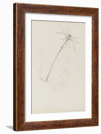 Campanularia Volubilis: Hydrozoan-Philip Henry Gosse-Framed Premium Giclee Print